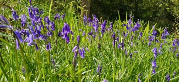 Bluebells growing in a woodland