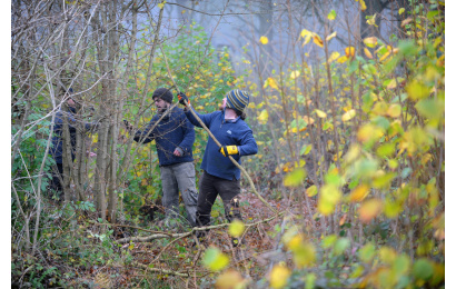 Alban13Woodfuel coppicing v6