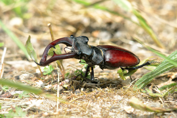 A large beetle with reddy-brown wing cases, a black thorax and head, and large red-brown antler-like jaws.
