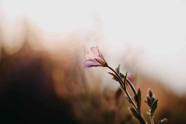 A lone pink flower extends towards the sky