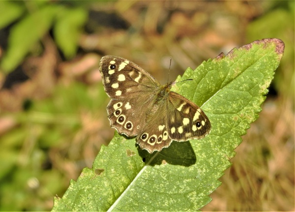 A speckled wood butterfly resting on a long green leaf. The butterfly is brown with cream spots and one small black eyespot on its forewings and a row of small dark brown eyespots on the hind wings.