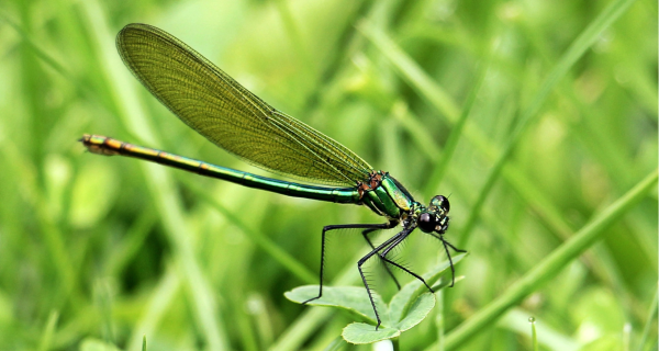 Damselfly