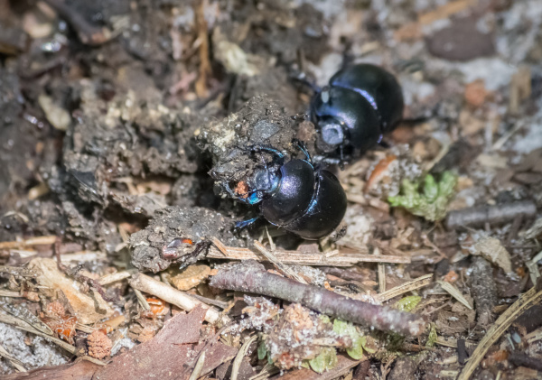 Two woodland dor beetles are investigating some dung on the forest floor. The beetles are rounded with a flat head and spiny legs. They are shiny and black, with a blue tint to them, especially around joints and on their legs.
