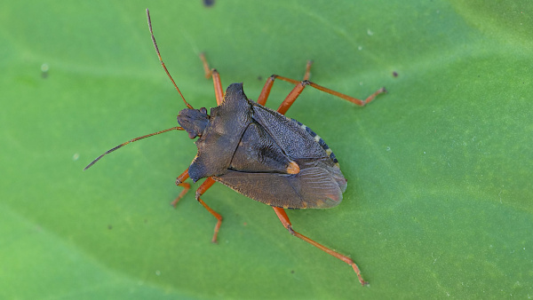 A forest bug resting on a leaf. The bug is shaped like a shield. Is is dark brown in colour, with orange legs and antennae and small black and white stripes along the edges of its abdomen. 
