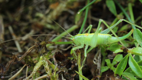 An oak bush cricket walking along the mossy ground. The cricket is bright green with yellow eyes and a yellowy-orange stripe running down the centre of its back. it has very long hind legs and antennae, and a long curved ovipositor (organ used for laying eggs). 