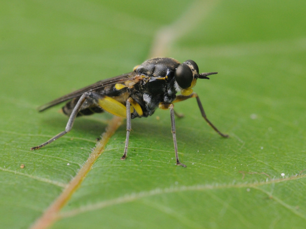 A drab wood-soldierfly resting on a leaf. The fly is mainly black, with bright yellow thighs and a yellow head with large black eyes.