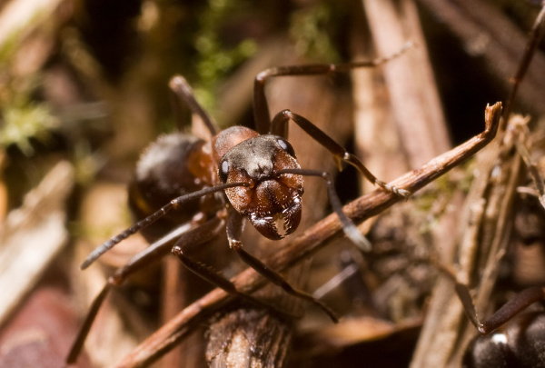 A red wood ant on the forest floor. The brown-coloured ant is facing the camera, showcasing a strong pair of mandibles. 