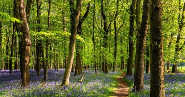 A bluebell woodland