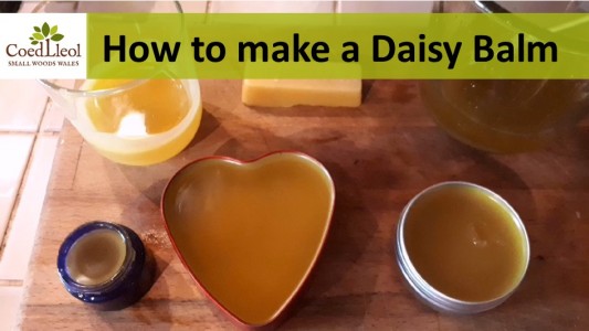 Daisy Balm Thumbnail