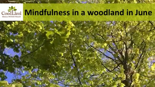 Thumbnail mindfulness
