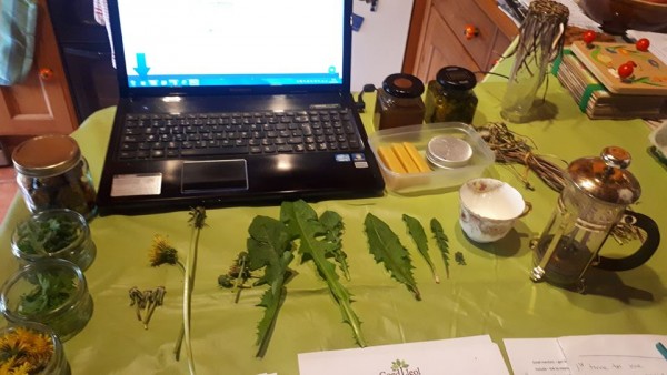 A laptop on a table surrounded by leaves and other items to run an online nature workshop.