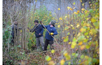 Alban13Woodfuel coppicing