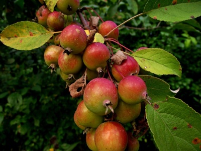 crabapple 1024x768