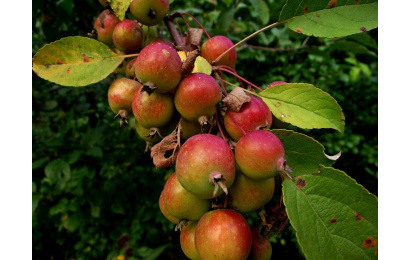 crabapple 1024x768