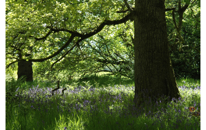 Bluebell Woodland