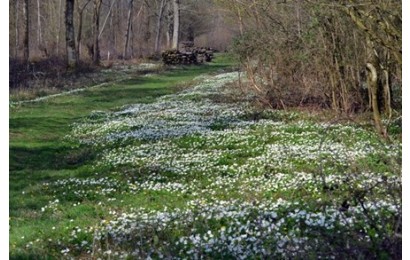 Knowlands wood