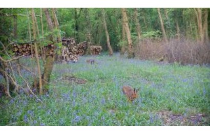 Elf Cup Wood