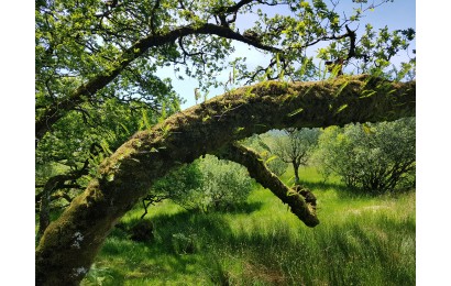 woodland wood trunk moss