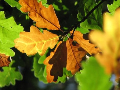 oakleaves