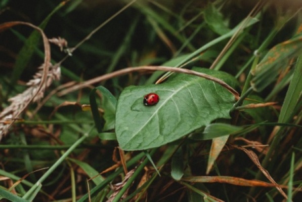 A ladybird on a leaf 