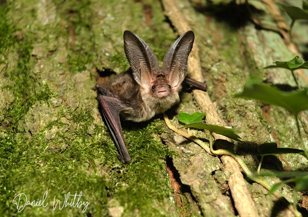 Brown Long eared bat holding onto the bark of a tree