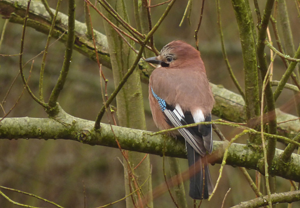 Eurasian Jay (Garrulus Glandarius) sitting on a bare branch.