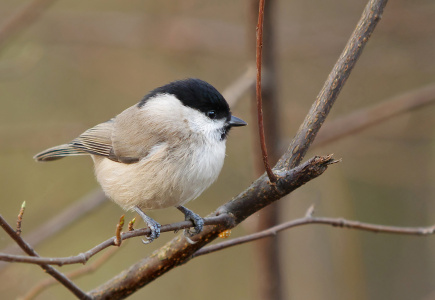 Marsh tit Parus palustris Parc de Woluwe Bruxelles 23803602460