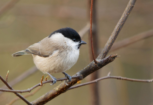 Marsh tit (Parus palustris) sitting on a bare branch.