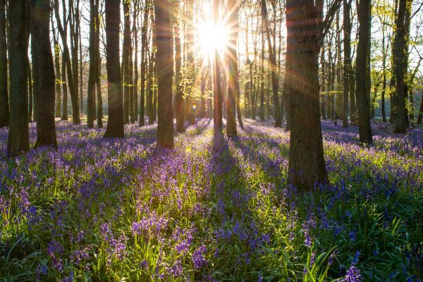 Woodlands covering the ground of a woodland. Sunshine is coming through between the trees.