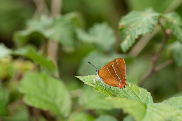 Butterfly sitting on a leaf