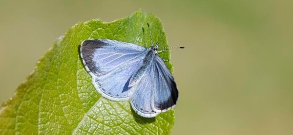 about butterfly