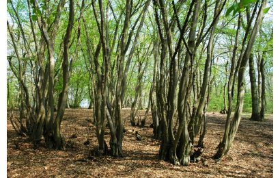 Oxhey Woods 3RDC April 09 hornbeam coppice JM 056