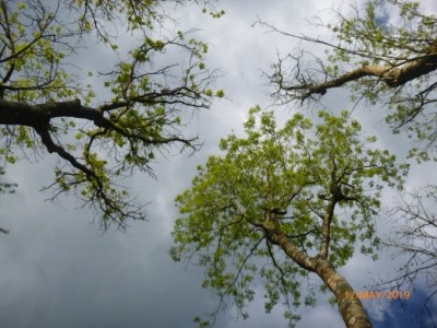 Ash Dieback