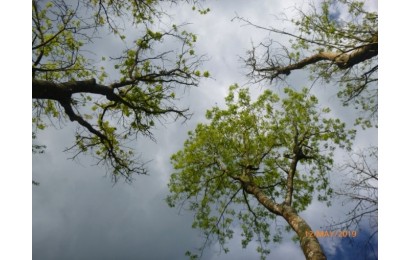 Ash Dieback