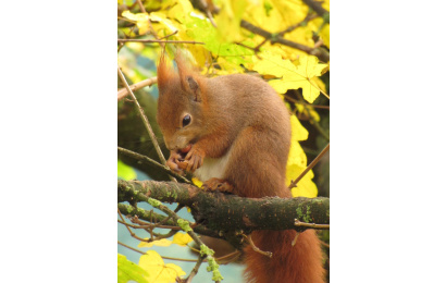 red squirrel 1336229 639x852